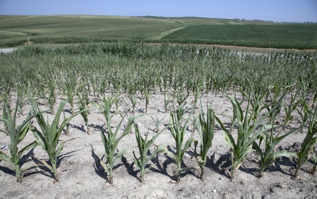 Wide Drought