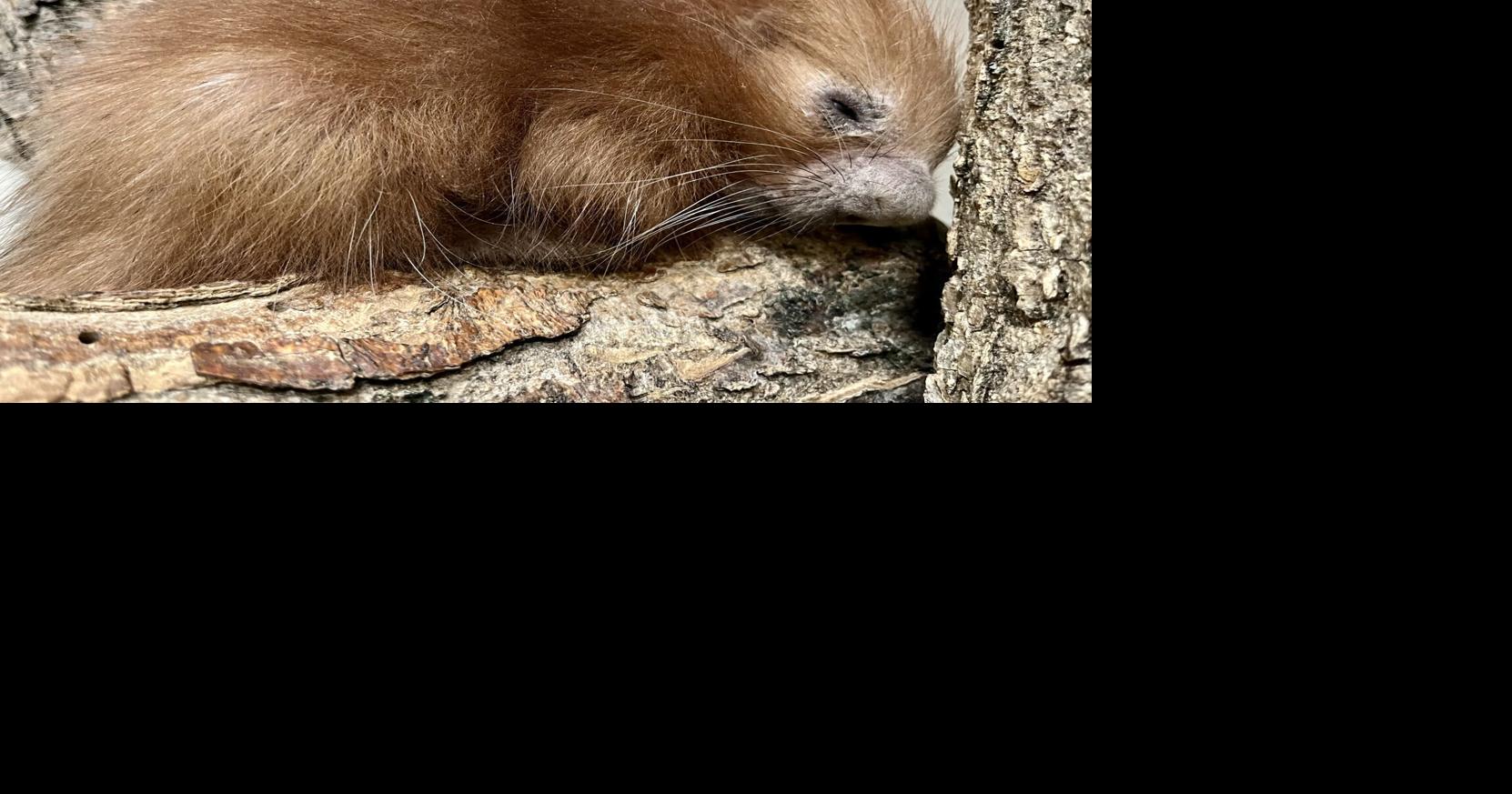 History at Lincoln Children's Zoo. First baby porcupine is born.