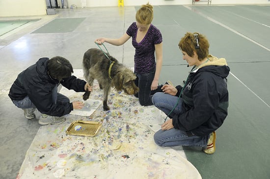 acrylic paint dog paw