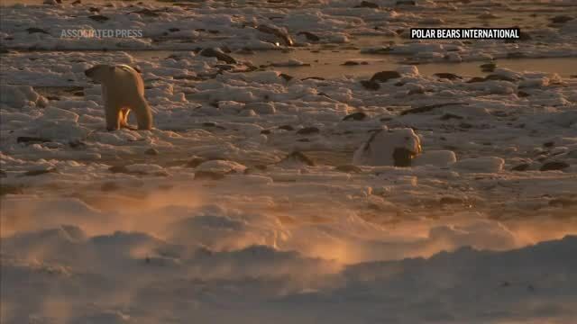Ice melting endangers polar bears