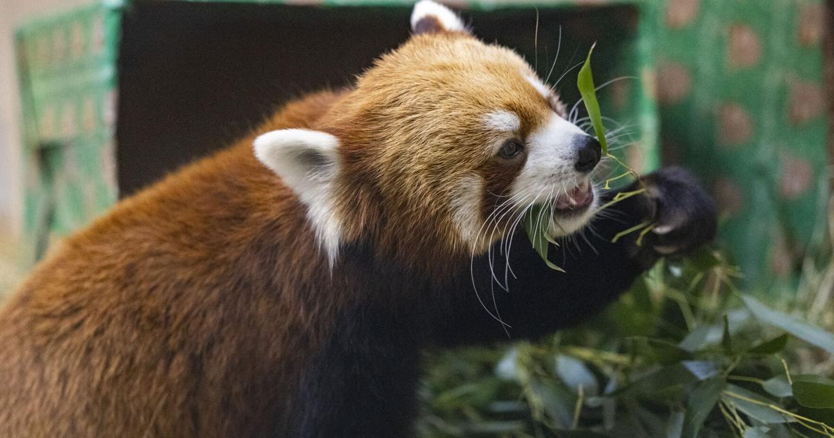 NBC featuring Lincoln Children's Zoo red pandas