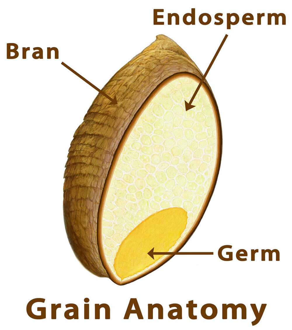 Labelled Diagram Of A Wheat Grain