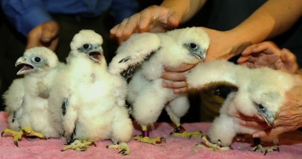 Peregrine falcon pair from Nebraska Capitol make their home in Topeka