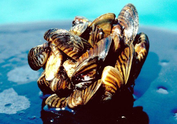 Zebra mussels infest Lewis and Clark Lake