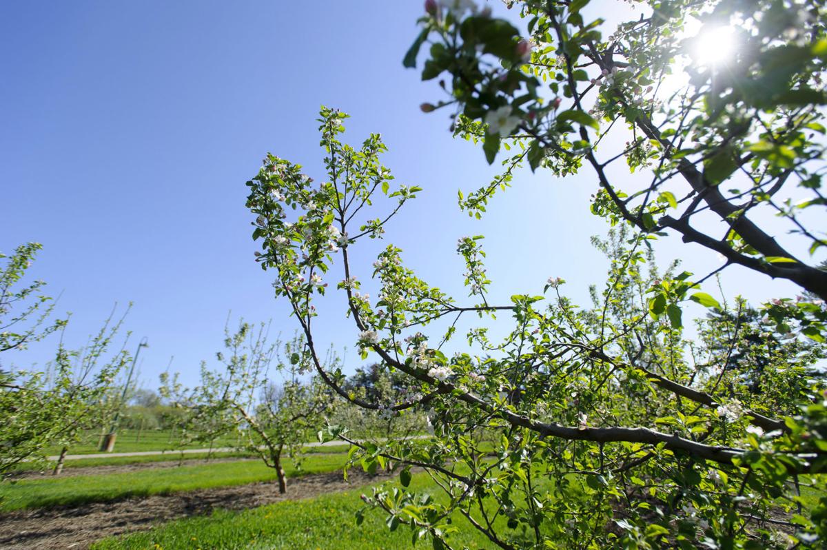 Earth Day, Arbor Day keep trees rolling out of Arbor Day Farm Local