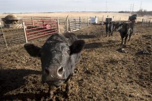 Biz Bits: Nebraska farmland prices continue to grow