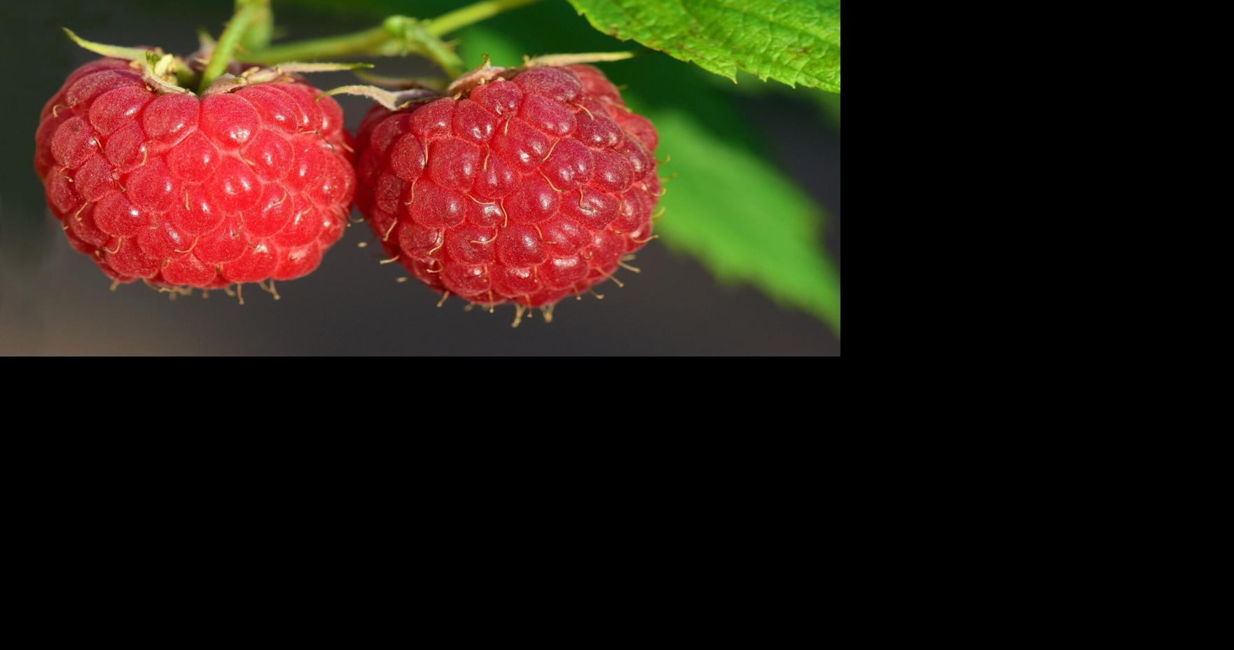 Sarah Browning: Get your raspberries off to a good start | Home & Garden