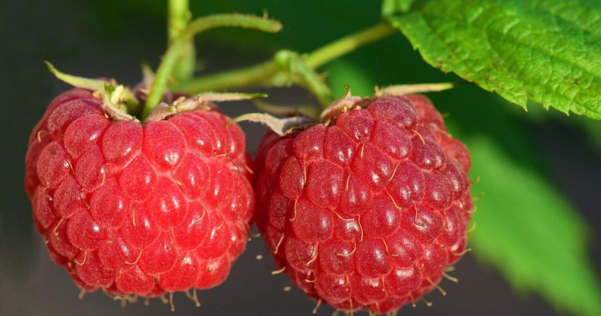 Sarah Browning: Get your raspberries off to a good start | Home & Garden