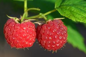 Sarah Browning: Get your raspberries off to a good start