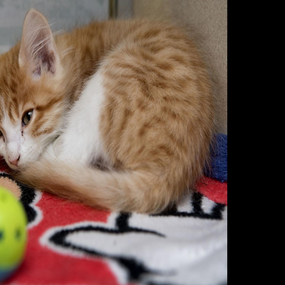 Adoptions Begin Donations Pour In For Lincoln Family S 84 Cats