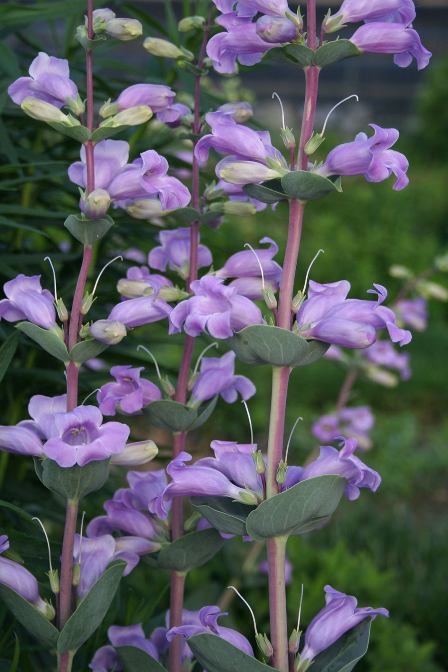 IN THE GARDEN: Eastern Nebraska wildflower backyard choices | Home and