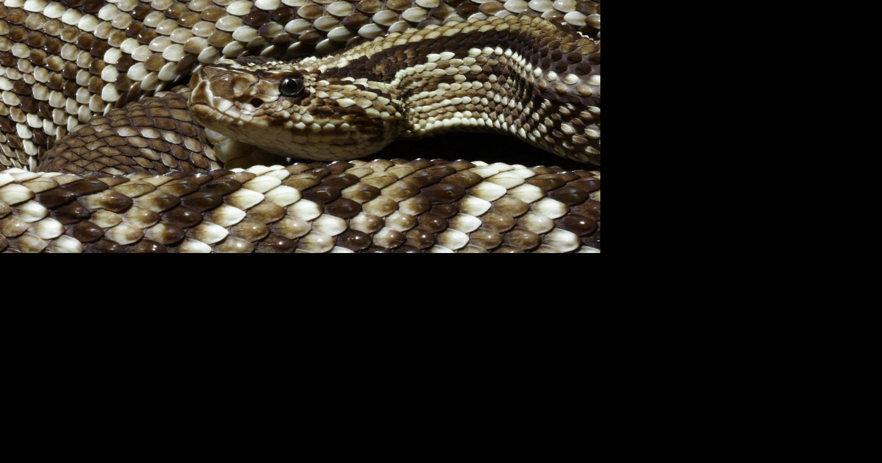 Nebraska rattlesnake was no issue for FedEx driver. ‘Sorry about the blood’
