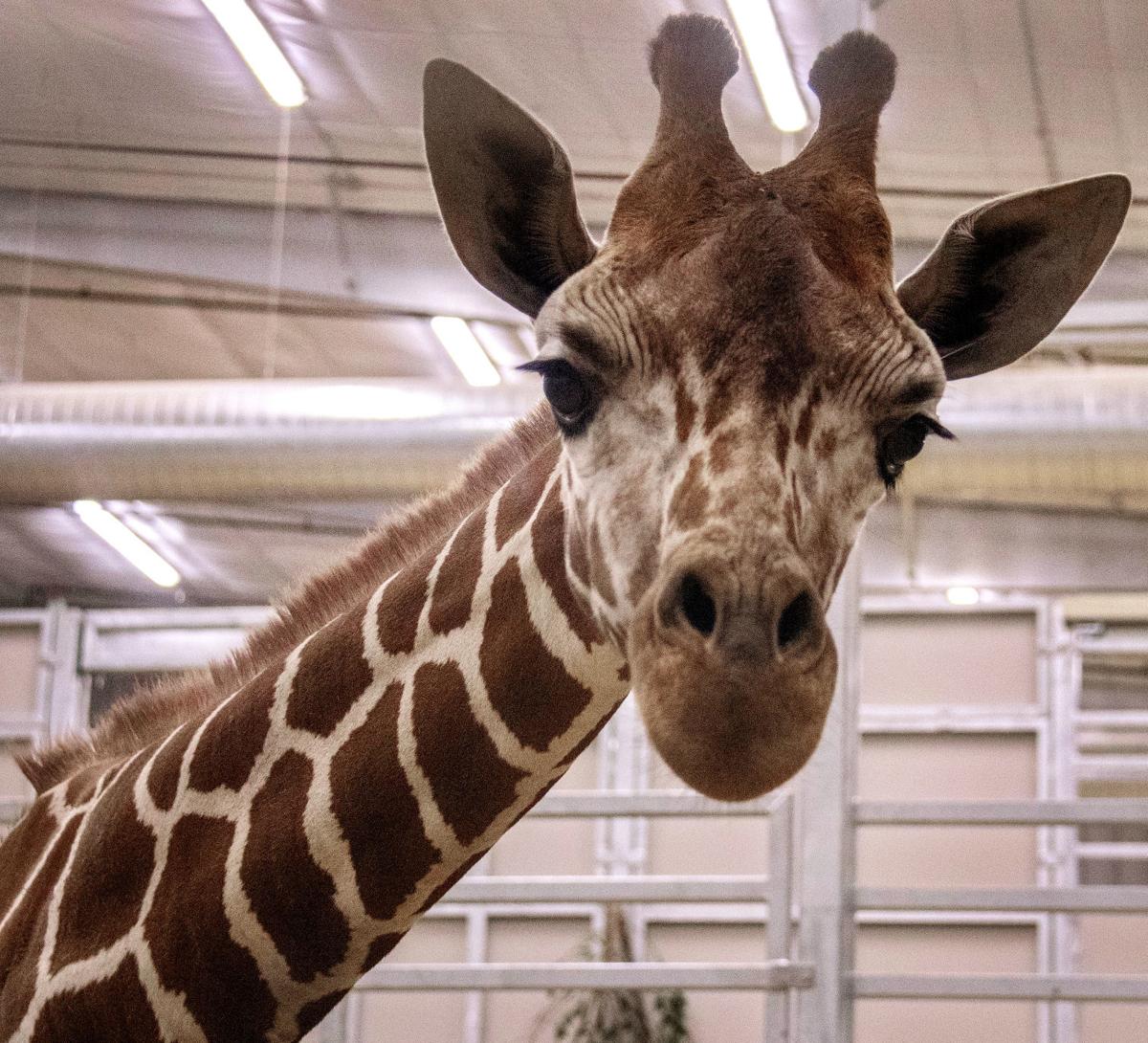 Allie the giraffe