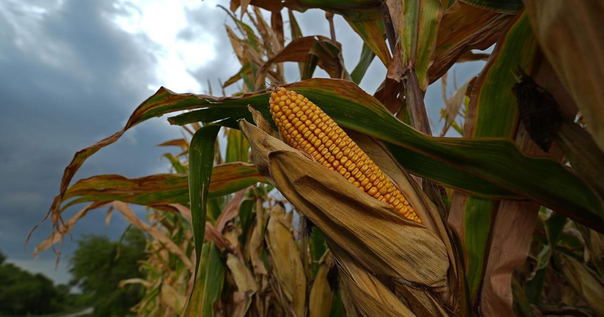 What is Nebraska corn sweat, how it makes humidity worse.