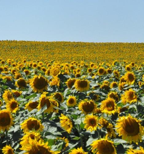 Sunflower crop