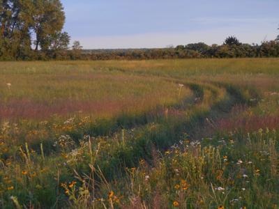 Native prairie