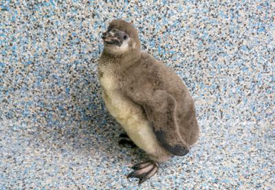Penguin Chick, 2.13