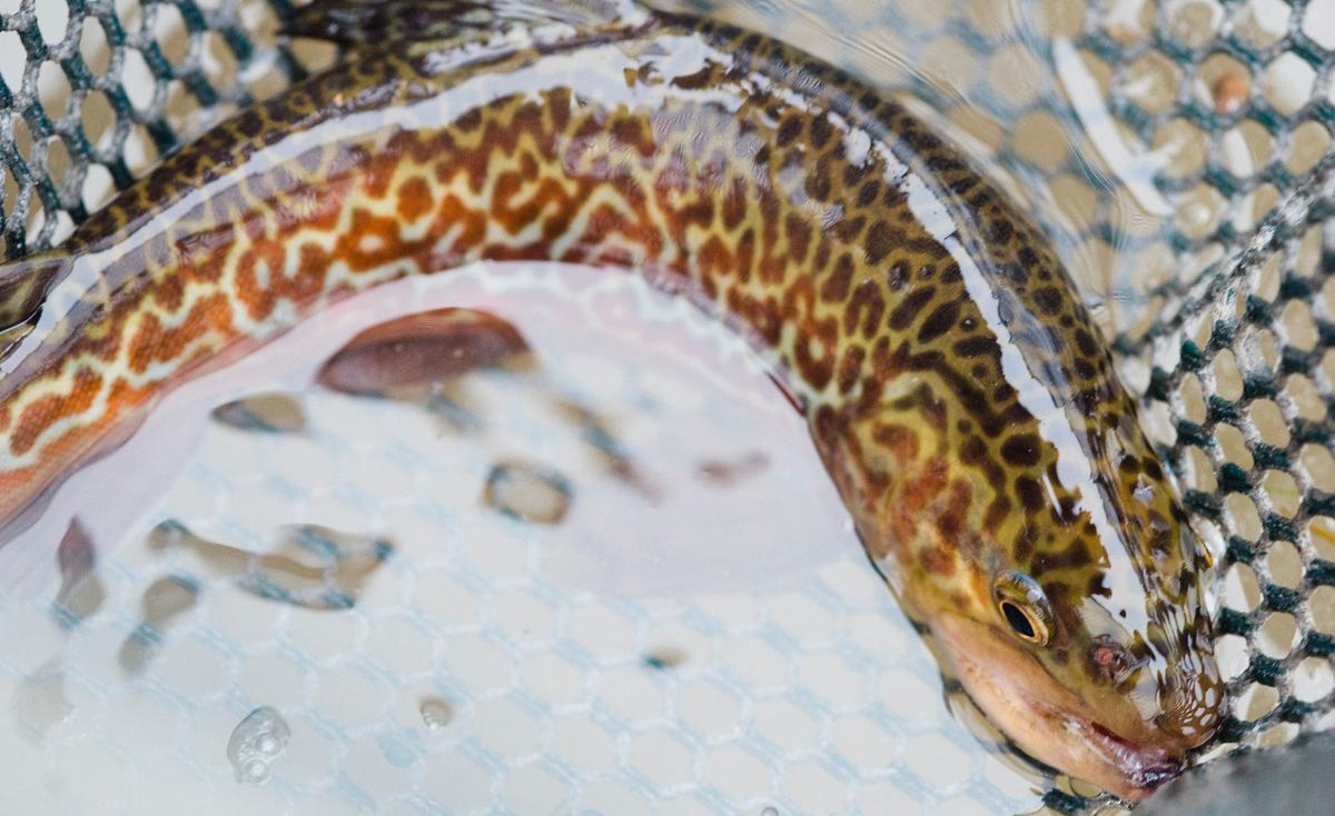 Once rare tiger trout being stocked in Nebraska | Nebraska News