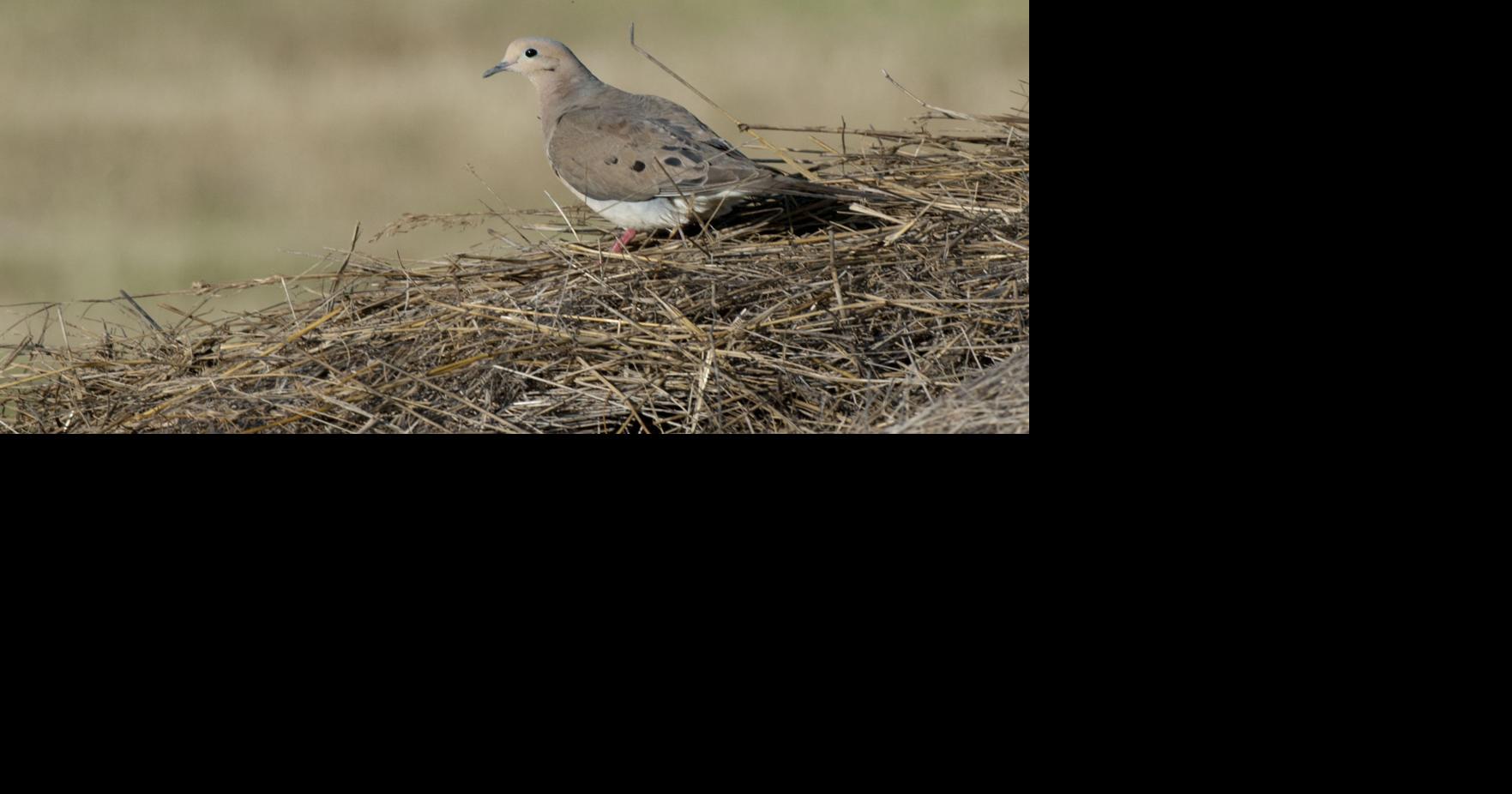 Dove season a winner for conservation in Nebraska