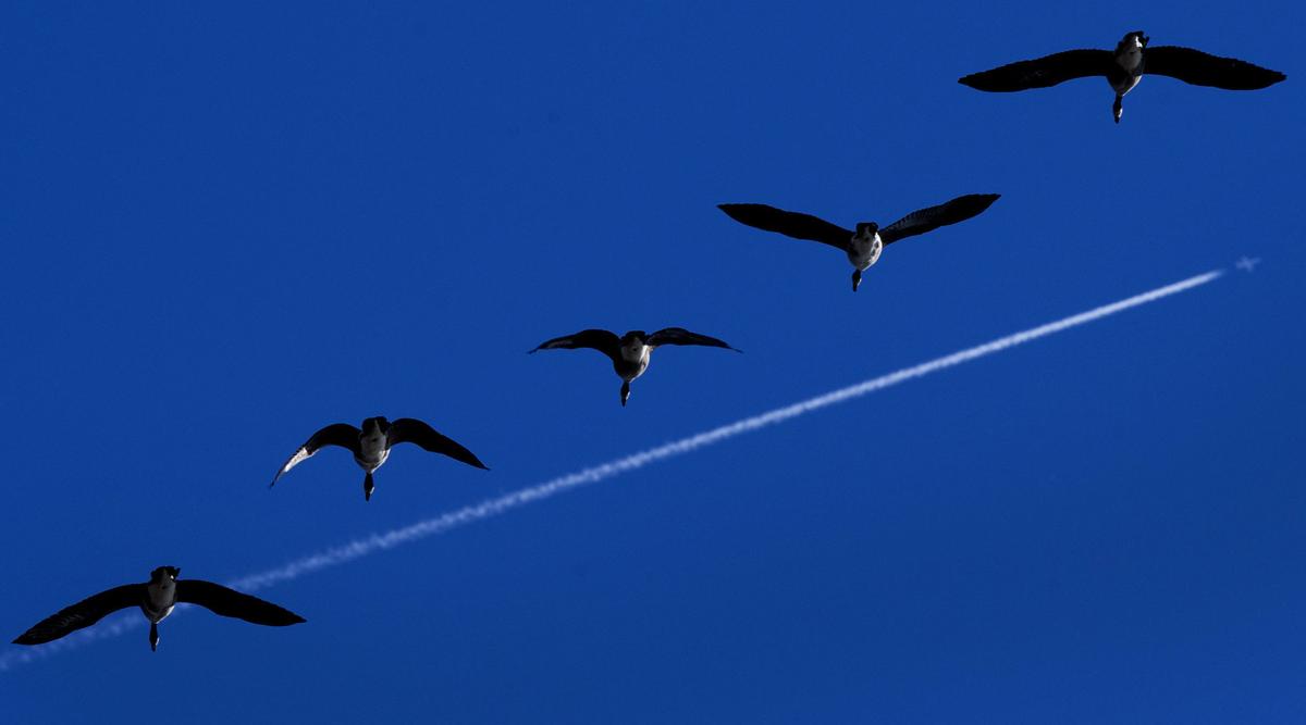 Geese