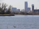 Don’t overlook urban areas when watching the March bird migration
