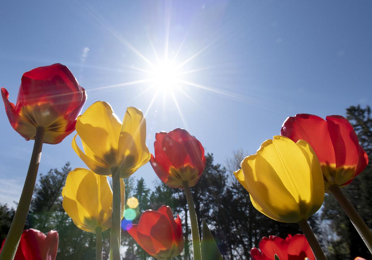 Sunken Gardens tulips