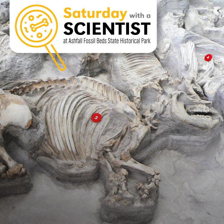 Saturday with a Scientist at Ashfall Fossil Beds Calendar