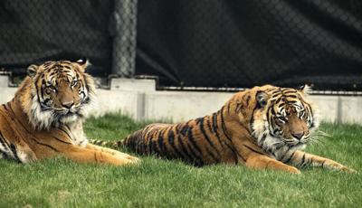 Lincoln Children's Zoo tigers