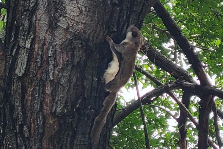 Flying squirrel, 10.26