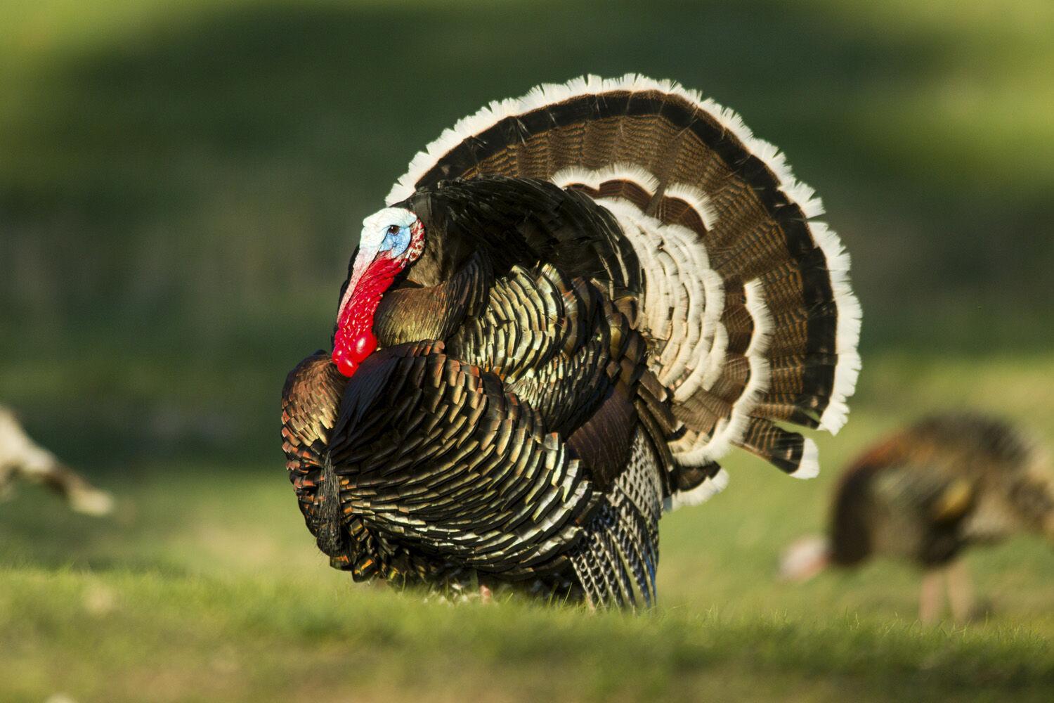 Lured by call of turkey season