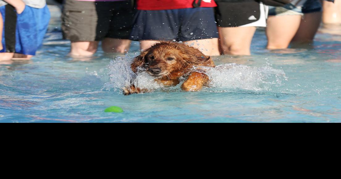 Photos Dogs make a splash at Star City Shores