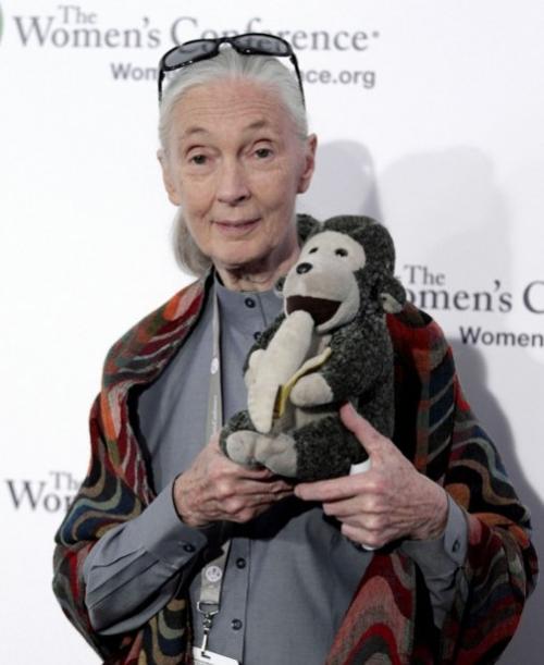 jane goodall stuffed toy