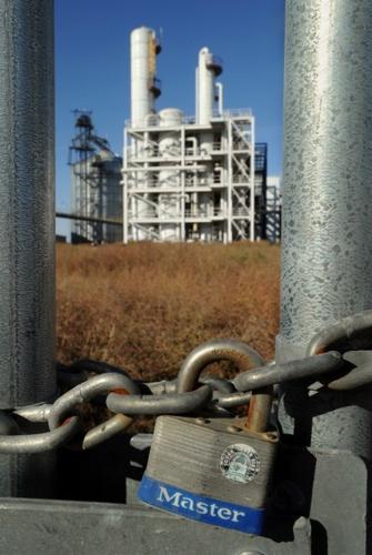 Genesis plant