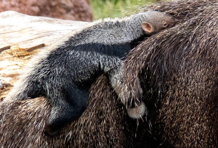 Giant anteater pup