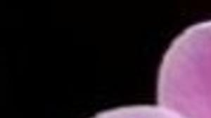 the lure of orchids home garden journalstar com