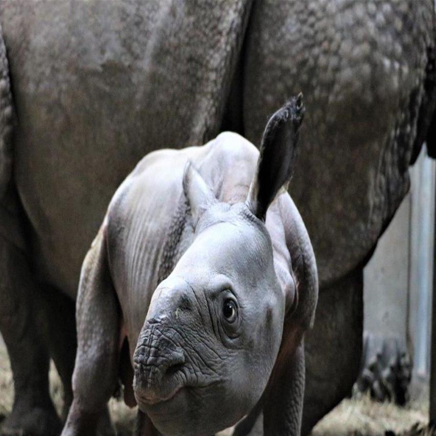 They Needed Some Matchmaking Henry Doorly Zoo Sees First Rhino