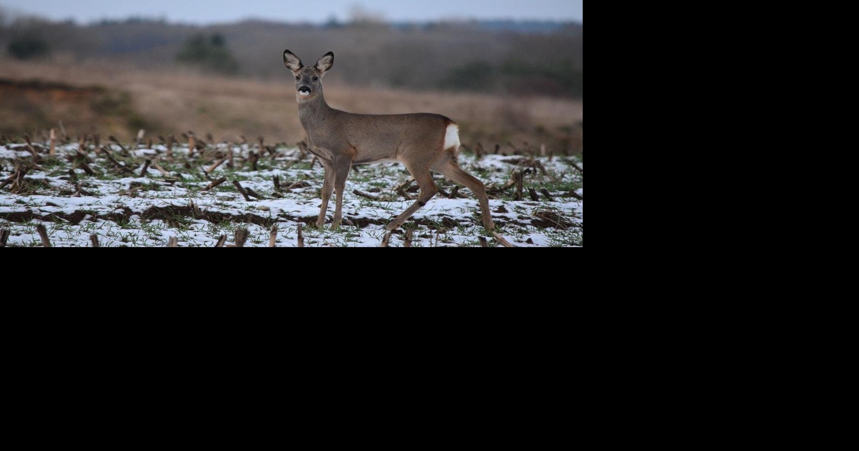Nebraska deer season Three hunters shot in three days Flipboard