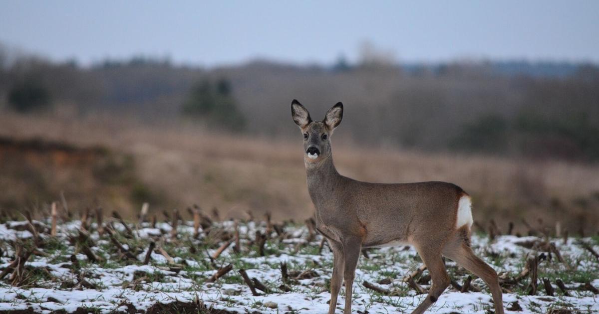Nebraska deer season Three hunters shot in three days Flipboard