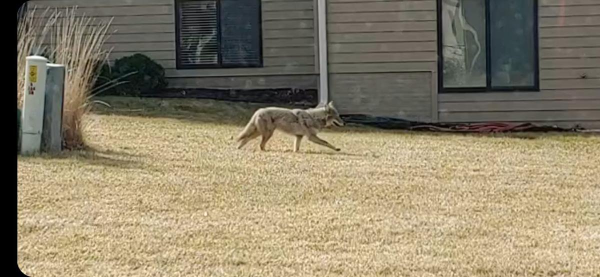 Animal Control begins coyote patrols after increased sightings near Holmes  Lake