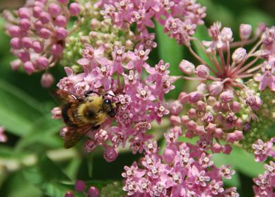 Bee on swamp milkweed