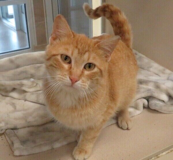Cheddar-Meet Him At The 56th & Hwy 2 Petco