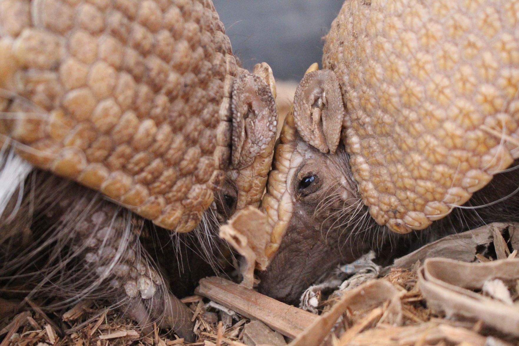 Baby armadillo makes history at Omaha zoo