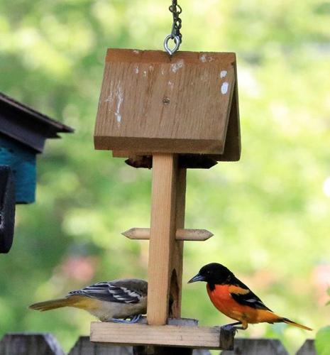Benefits and dangers from online made friends – The Oriole
