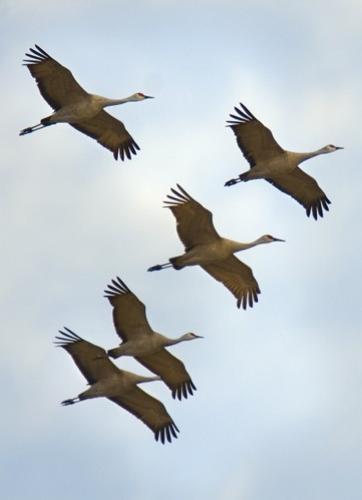 Cranes take flight