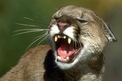 Mountain lions