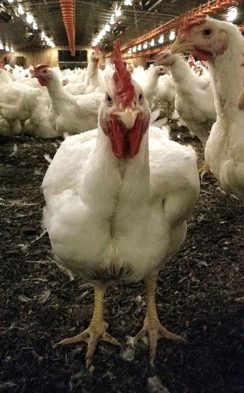 Progress chickens