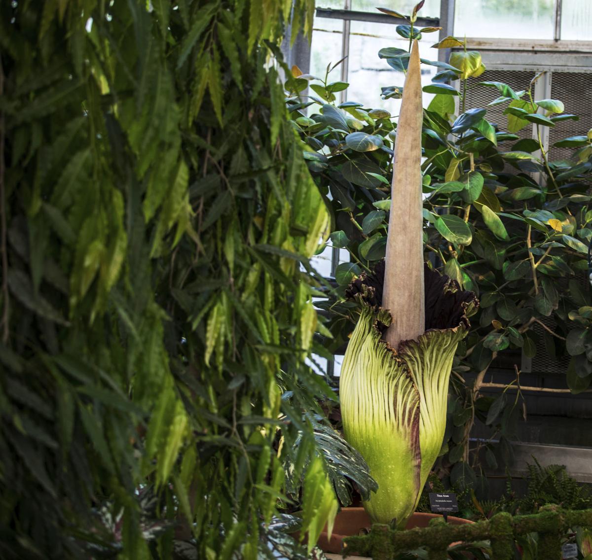 Sumatran plant opens another stinky flower  Nebraska News