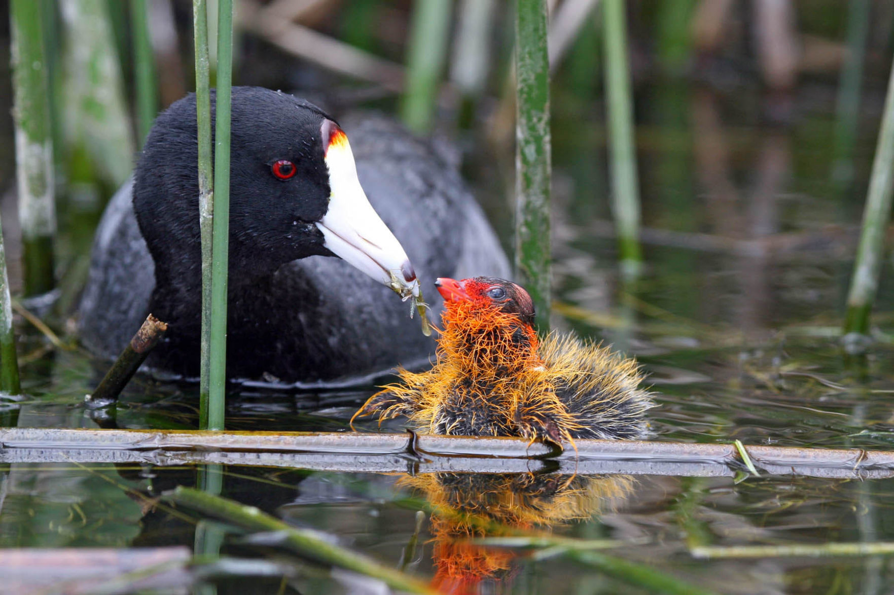 UNL researcher helps solve mystery about coots and their colorful