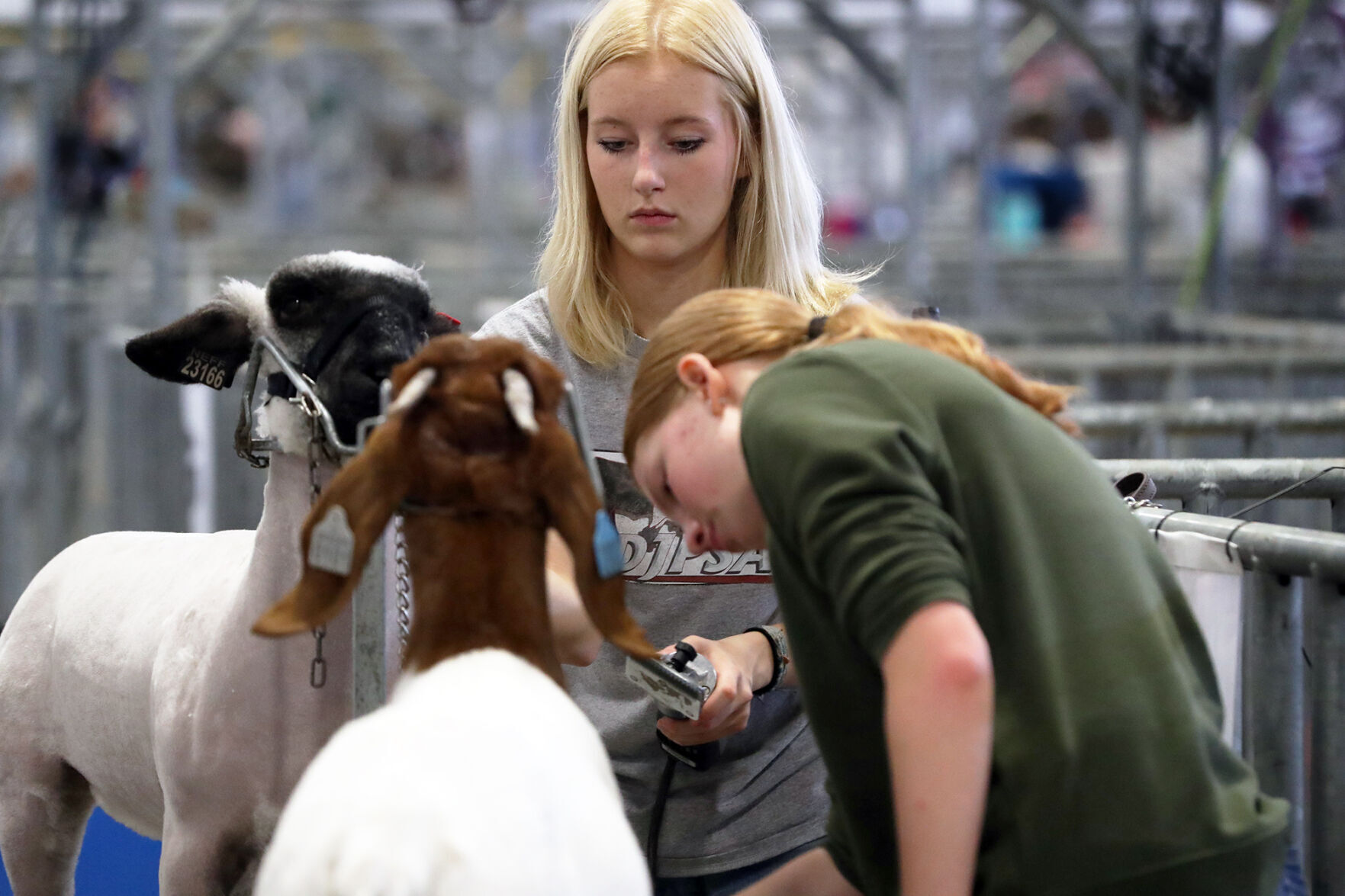 3 300 head of animals 40 003 head of people at Aksarben show