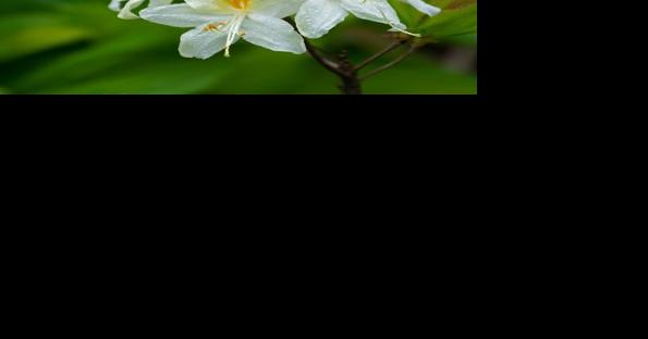 Sarah Browning: Rhododendrons bring pop of color - Vimarsana News